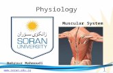 Www.soran.edu.iq Physiology Behrouz Mahmoudi Muscular System 1.