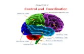CHAPTER 7 Control and Coordination. Control and Coordination The Nervous System.