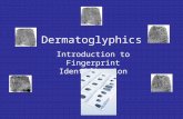 Dermatoglyphics Introduction to Fingerprint Identification.