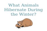 What Animals Hibernate During the Winter?. What is True Hibernation? Hibernation is different from sleep. With normal sleep, the animal moves a little,