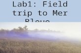 Lab1: Field trip to Mer Bleue. Lab objectives Identify dominant plant species in Mer Bleue Summarize and report quantitative data efficiently and accurately.