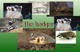 The European badger (Meles meles). criteria food interesting facts badger‘s burrow spreading Card of burrow reproduction.