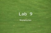 Lab 9 Bryophytes. Land Plants General features of the green plants Common name: Land plants Synonyms: Embryophytes, Kingdom Plantae Habitat: Terrestrial,