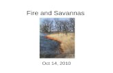 Fire and Savannas Oct 14, 2010. What is a savanna? Scattered trees and sometimes shrubs Dense herbaceous understory Often an “ecotone”