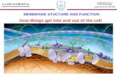 How things get into and out of the cell MEMBRANE STUCTURE AND FUNCTION.