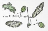 What Are Protists? A group of one-celled organisms with well defined nuclei All protists live in moist surroundings Many protists possess both plant-like.