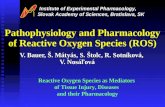 Pathophysiology and Pharmacology of Reactive Oxygen Species (ROS) V. Bauer, Š. Mátyás, S. Štolc, R. Sotníková, V. Nosáľová Reactive Oxygen Species as Mediators.