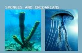 SPONGES AND CNIDARIANS. Sponges Phylum Porifera “Pore bearing”