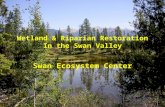 Wetland & Riparian Restoration In the Swan Valley Swan Ecosystem Center.