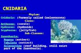 CNIDARIA Phylum: Cnidaria: (formerly called Coelenterata) Class: Anthozoa: (corals) Hydrozoa: (hydroids) Scyphozoa: (jellyfish) Sub-Classes:Zoantharia: