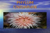 PHYLUM CNIDARIAN. Outline Classification Classification Characteristics Characteristics Reproduction Reproduction Description of the 4 classes Description.