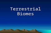 Terrestrial Biomes. Terrestrial Biome Determining Factors Geography- biome’s location on earth, latitude and altitude Climate- precipitation and temperature.