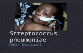 Streptococcus pneumoniae Adele Ricciardi. Pneumonia - inflammatory condition of the lung PNEUMONIA CAN BE CAUSED BY: VIRUSES FUNGI BACTERIA.