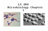 LS 204 Microbiology Chapter 7. Student Learning Outcomes: 1. Name some organisms that are microorganisms 2. Explain the importance of microorganisms to.