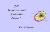 Cell Structure and Function Chapter 7 Vocab Review .