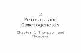 2 Meiosis and Gametogenesis Chapter 1 Thompson and Thompson.