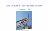 Coelomate Invertebrates Chapter 34. 2 Introduction Coelomates have a body design that: 1. Repositions the body’s fluid 2. Allows complex tissues/organs.