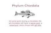 Phylum Chordata At some point during a chordates life, all chordates will have a nerve cord, a notochord, and a throat with gill slits.