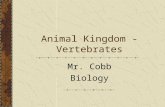 Animal Kingdom - Vertebrates Mr. Cobb Biology. 1 Zoology: study of animals.