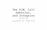 The ECM, Cell Adhesion, and Integrins 2/12/15 Lecture 6, ChE 575 1.