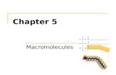 Chapter 5 Macromolecules. Four Classes 1. Carbohydrates 2. Lipids 3. Proteins 4. Nucleic acids.