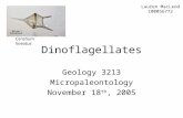 Dinoflagellates Geology 3213 Micropaleontology November 18 th, 2005 Ceratium lineatus Lauren MacLeod 100056772.
