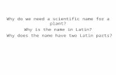 Why do we need a scientific name for a plant? Why is the name in Latin? Why does the name have two Latin parts?