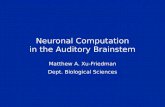 Neuronal Computation in the Auditory Brainstem Matthew A. Xu-Friedman Dept. Biological Sciences.