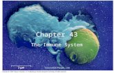Travismulthaupt.com Chapter 43 The Immune System.