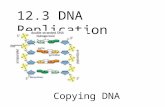 Copying DNA 12.3 DNA Replication. Which color is the sugar? Which color is phosphate? If yellow is cytosine, what color is guanine? If green is adenine,