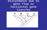 Discordance due to gene flow or horizontal gene transfer.