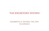 THE EXCRETORY SYSTEM EDILBERTO A. RAYNES, MD, PhD (Candidate)