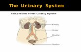 The Urinary System is a group of organs in the body concerned with filtering out excess fluid and other substances from the bloodstream. The substances.