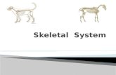  Types of bones  Cortical bone  Cancellous bone  Bone classification  long bones  short bones  flat bones  pneumatic bones  irregular bones sesamoid.