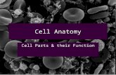Cell Anatomy Cell Parts & their Function. What is a Cell? A cell is the smallest unit that is capable of performing life functions. It is the basic unit.