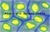 Plant and Animal Cells By: McNutt & Brown. Essential Questions What are the basic cell parts? What is the function of cell parts? How are the structures.