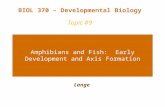 Amphibians and Fish: Early Development and Axis Formation Lange BIOL 370 – Developmental Biology Topic #9.