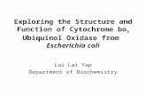 Exploring the Structure and Function of Cytochrome bo 3 Ubiquinol Oxidase from Escherichia coli Lai Lai Yap Department of Biochemistry.