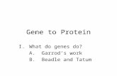 Gene to Protein I.What do genes do? A. Garrod’s work B. Beadle and Tatum.