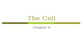 The Cell Chapter 4. Cells  Marks the boundary between the “ living and the dead ”  Structural and functional unit of an organism  Smallest structure.