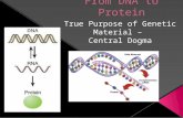 DNA, as genetic blueprint of life, dictates how to make every living thing  Every cell’s job is to produce protein › Why protein?  Animals: enzymes,