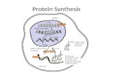 Protein Synthesis. DNA  RNA  Protein 2 Major Steps 1.Transcription – DNA is transcribed (copied!) into single stranded mRNA (DNA code transcribed into.