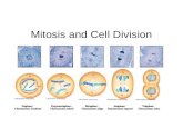 Mitosis and Cell Division. Mitosis Cells divide to make more cells. -this allows organisms to grow, develop, maintain and repair themselves Mitosis is.