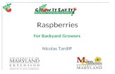 Raspberries For Backyard Growers Nicolas Tardiff.