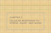 CHAPTER 2 CELLULAR RESPONSES TO STRESS, INJURY, AND AGING.