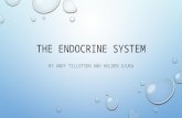 THE ENDOCRINE SYSTEM BY ANDY TILLOTSON AND HOLDEN GJUKA.