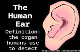 The Human Ear Definition: the organ humans use to detect sound. .