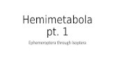Hemimetabola pt. 1 Ephemeroptera through Isoptera.