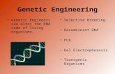 Genetic Engineering Genetic Engineers can alter the DNA code of living organisms. Selective Breeding Recombinant DNA PCR Gel Electrophoresis Transgenic.