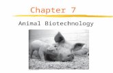 Chapter 7 Animal Biotechnology. Animals in Research.